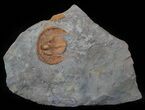 Orange Declivolithus Trilobite - (Special Price) #62708-1